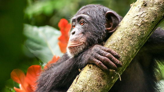 Chimpanzé na Libéria