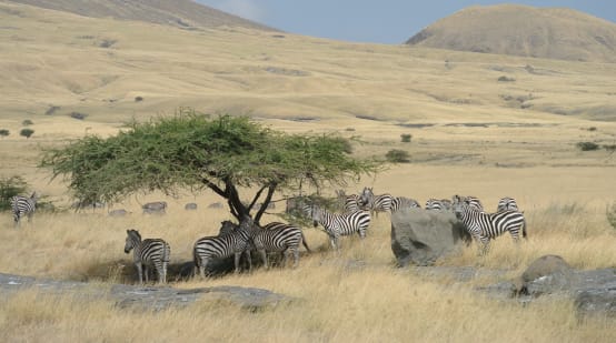 Manada de zebras cercada por pradarias amarelas