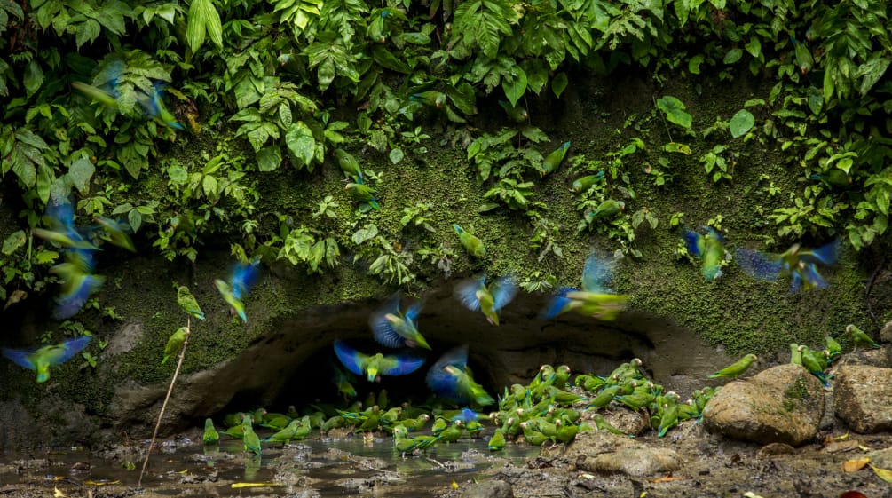 Papagaios no Parque Nacional de Yasuní