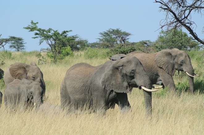 Manada de elefantes em Serengeti