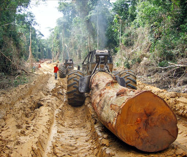 Uma árvore gigante é transportada na floresta tropical