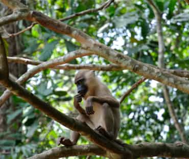 Primata no galho de uma árvore