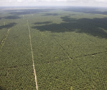 Vista aérea de uma monocultura de palmas de óleo (dendê) estendendo-se até a linha do horizonte