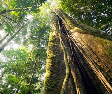 Floresta tropical às margens do Rio Amazonas