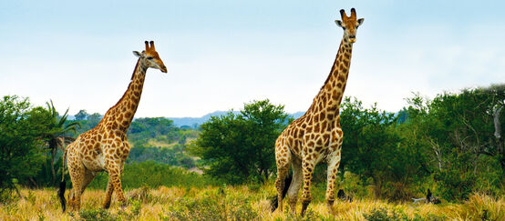Girafas na África do Sul