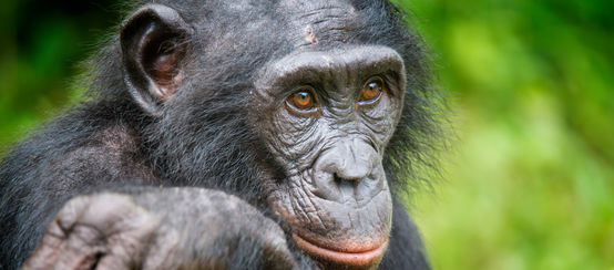 Um bonobo