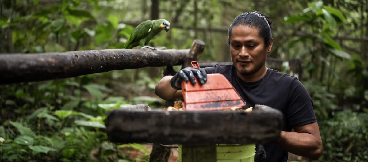 Homem limpando um comedouro em pequeno pedestal na floresta tropical sob o olhar de um papagaio verde