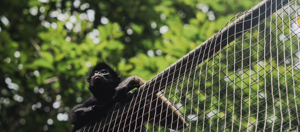 Um macaco-aranha em cima da cerca de um abrigo na floresta tropical observa o seu entorno