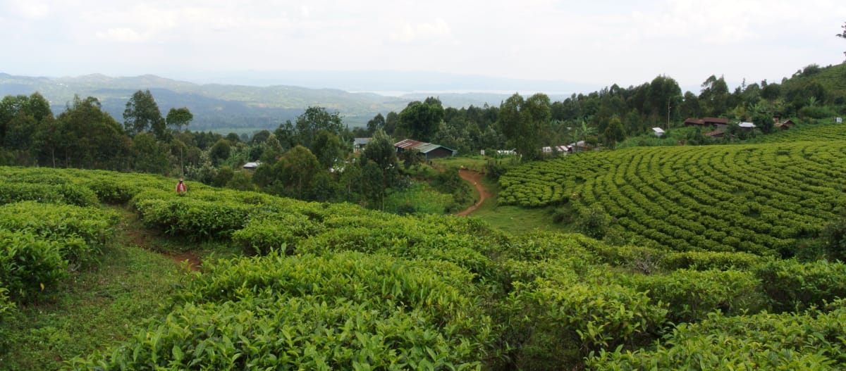 Aldeia Batwa-Dorf com plantação de chá no Parque Nacional Kahuzi-Biega