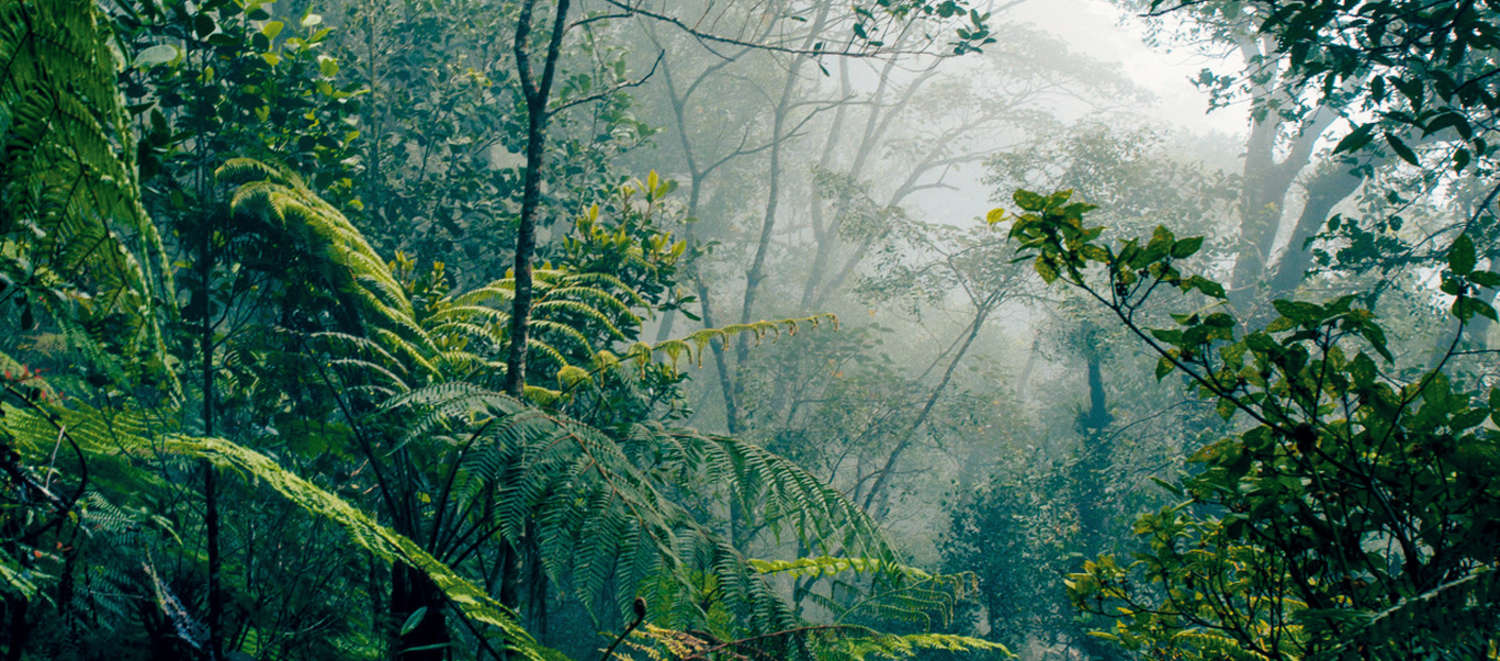Floresta tropical em Bornéu