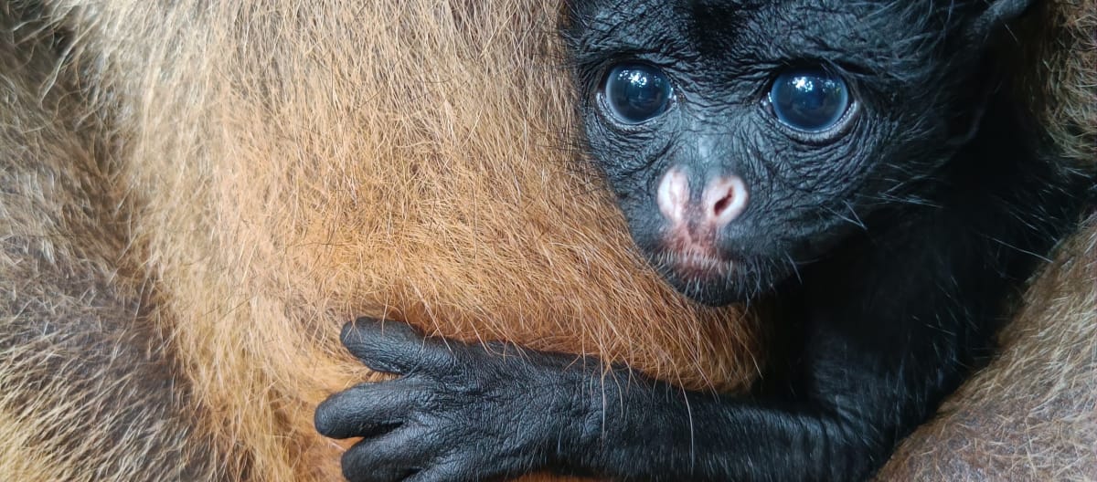 Um filhotinho de macaco-aranha olhando a partir do colo da mãe