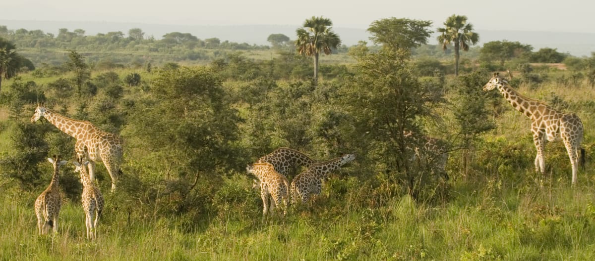 Girafas no Parque Nacional Murchison-Falls, Uganda