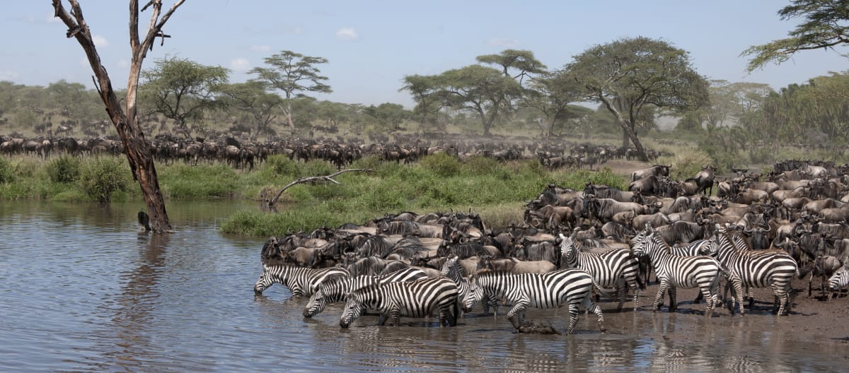 Zebras e Gnu in no Parque Nacional Serengeti, Tanzânia