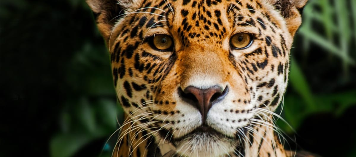 Onça-pintada (jaguar) na Reserva Biológica Indio Maíz, Nicarágua