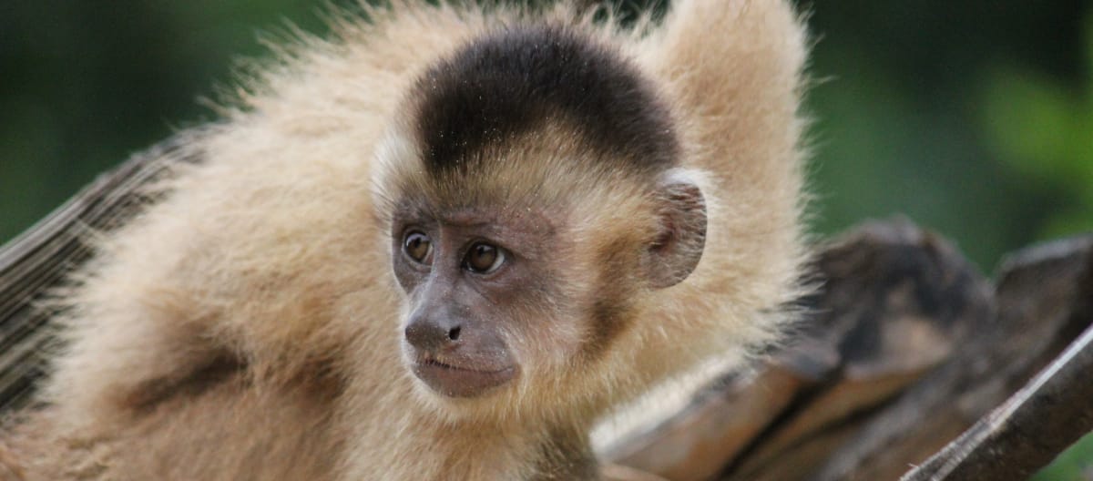 O macaco caiarara (Cebus kaapori)