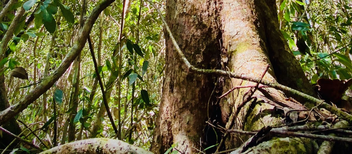 Árvores gigantes na floresta tropical de Yucatán