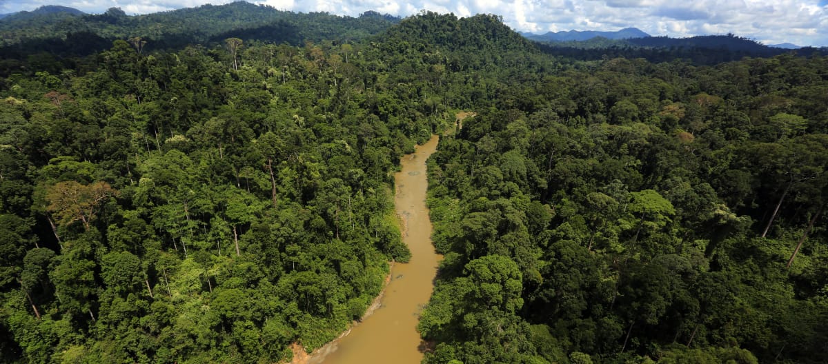 Rio na floresta pluvial de Bornéu, visto de cima