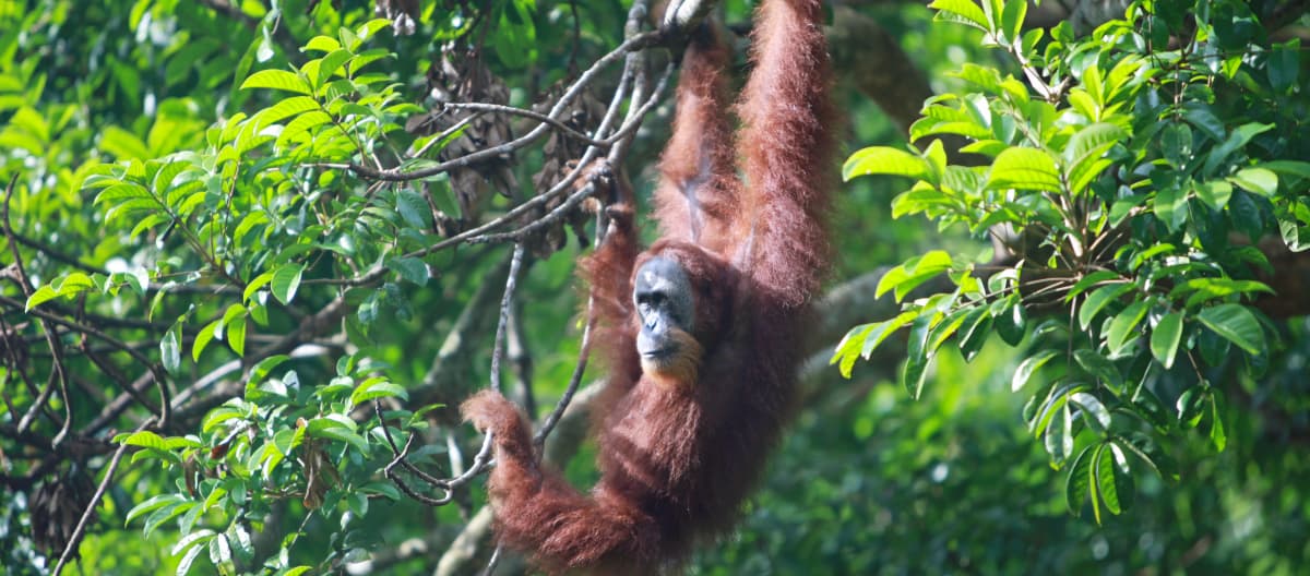 Orangotango (Pongo abelii)
