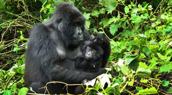 Gorila com filhote em Virunga
