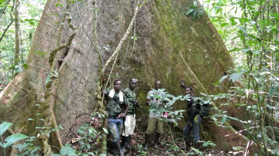 Funcionário da Chimpanzee Foundation (WCF) e guardas ecológicos diante de uma árvores gigante no Parque Nacional de Sapo, na Libéria