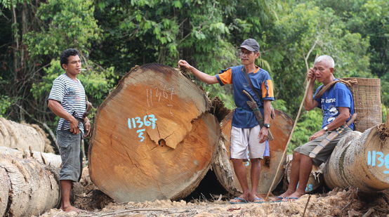 Desmatamento na floresta de Kinipan – Indígenas ao lado de troncos