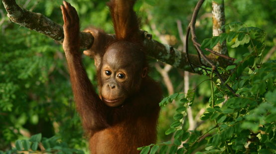 Bebê orangotango na floresta pluvial.
