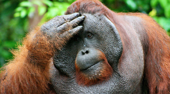 Um orangotango macho toca a cabeça dele, olhando à distância de modo pensativo