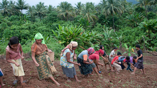 Mulheres plantando arroz