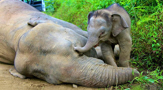 Filhote de elefante tenta, em vão, acordar sua mãe envenenada