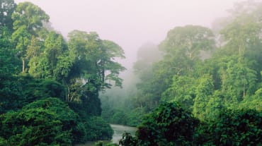 Um rio corre pela floresta tropical