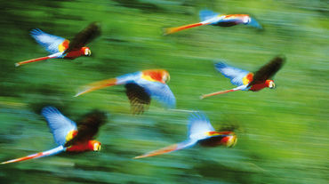 Araras voando em frente de floresta tropical borrada