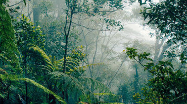 Floresta tropical em Bornéu