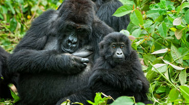 Gorila com seu filhote