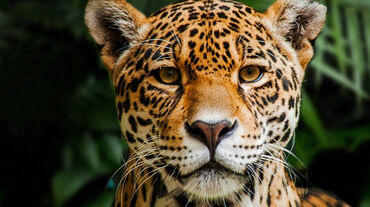 Onça-pintada (jaguar) na Reserva Biológica Indio Maíz, Nicarágua