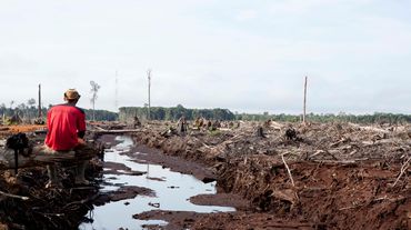 A triste verdade: desmatamento e destruição da floresta tropical