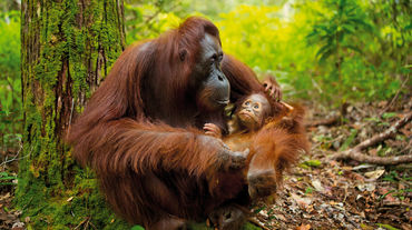 Orangotango com seu filhote