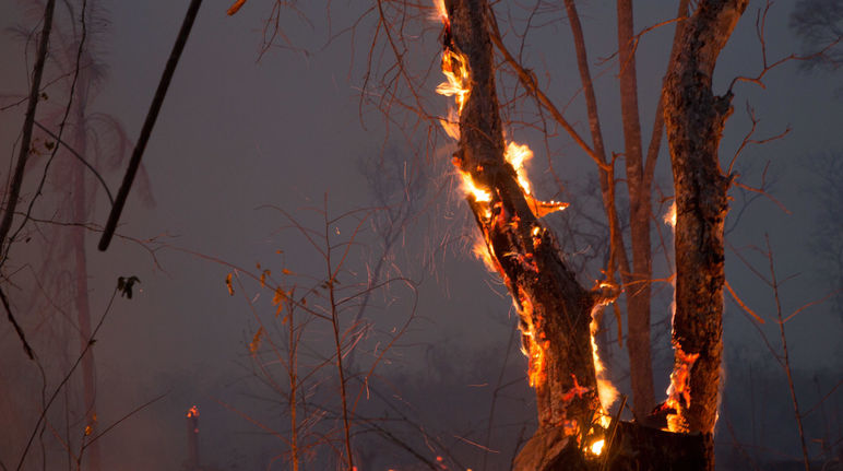 Floresta tropical a queimar na Bolívia