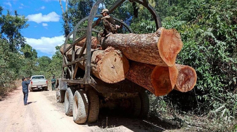 Furto de madeira no Camboja
