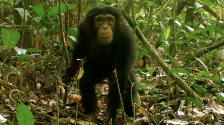 Chimpanzé no Parque Nacional Grebo-Krahn, na Libéria