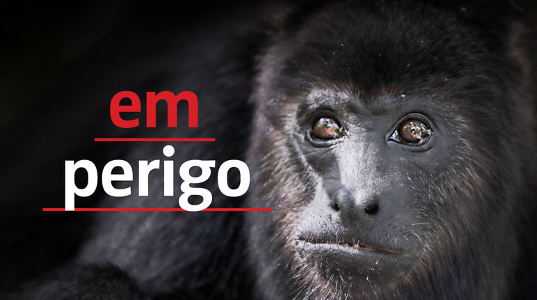 Black howler monkey (Alouatta carayá)  with text "em perigo"