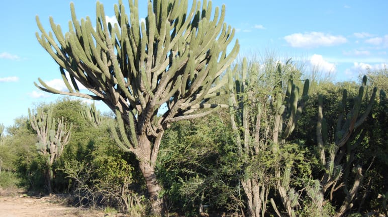 Vegetação típica do Chaco com numerosos cactos e outros arbustos adaptados à aridez. No centro: um cacto gigante com tronco espesso e numerosos galhos ramificados