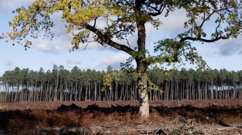 Um único carvalho ficou em pé no meio da devastação total; ao fundo, uma monocultura de pinheiros.
