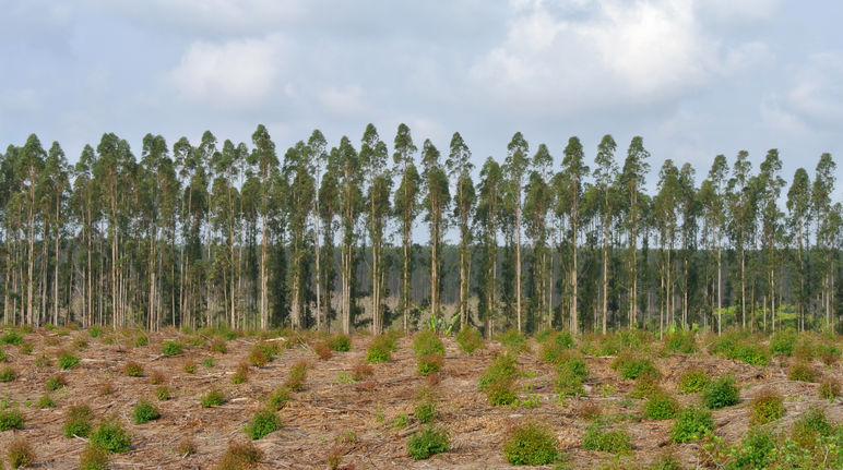 Plantação de árvores na África do Sul