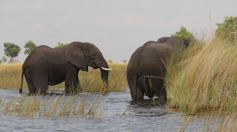 Elefantes no Delta do Rio Cubango, Botsuana