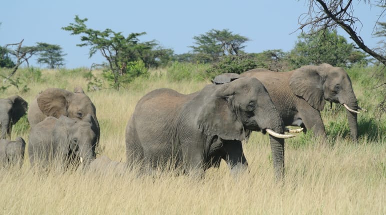Manada de elefantes em Serengeti