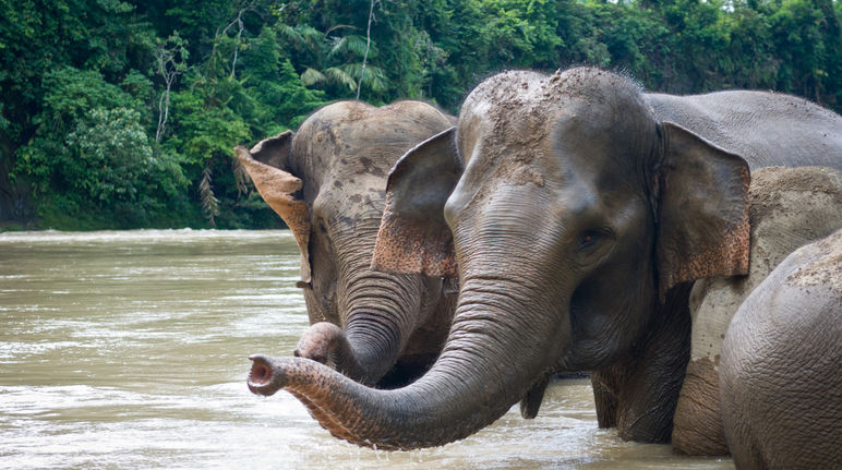 Elefantes tomam banho no rio