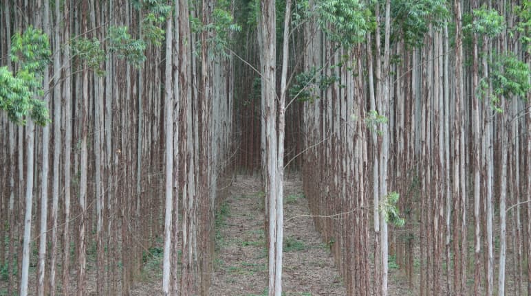 Mehrere Reihen von Baumstämmen in einer Eukalyptusplantage