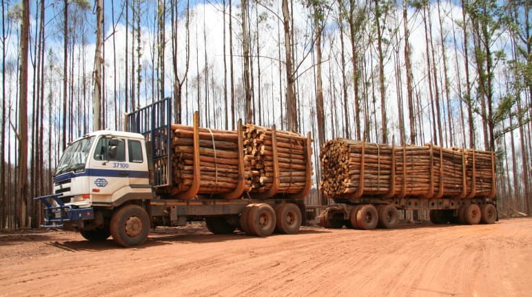 Caminhão com carroceria carregada de troncos extraídos de monocultura de eucaliptos na Suazilândia