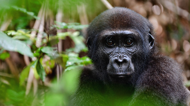 Gorila ocidental das terras baixas (Gorilla gorilla gorilla)