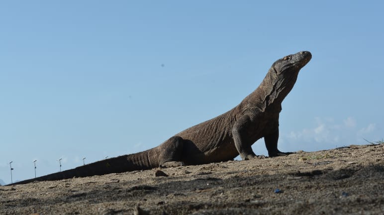 Um dragão-de-Komodo olha para cima